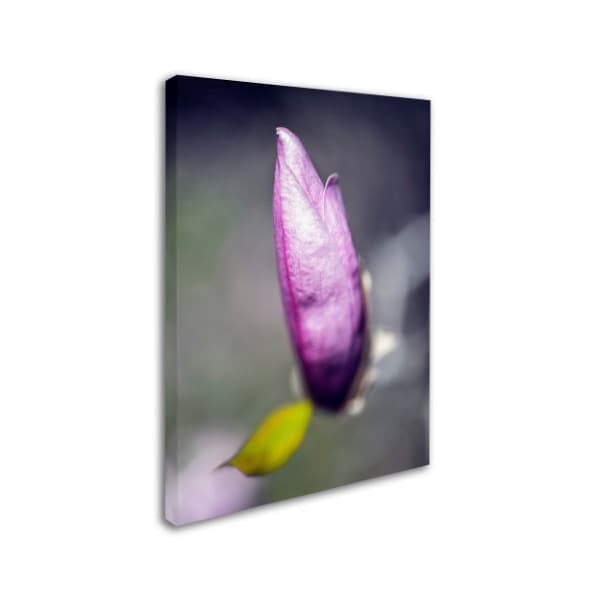 Kurt Shaffer 'Magnolia Flower Bud' Canvas Art,35x47
